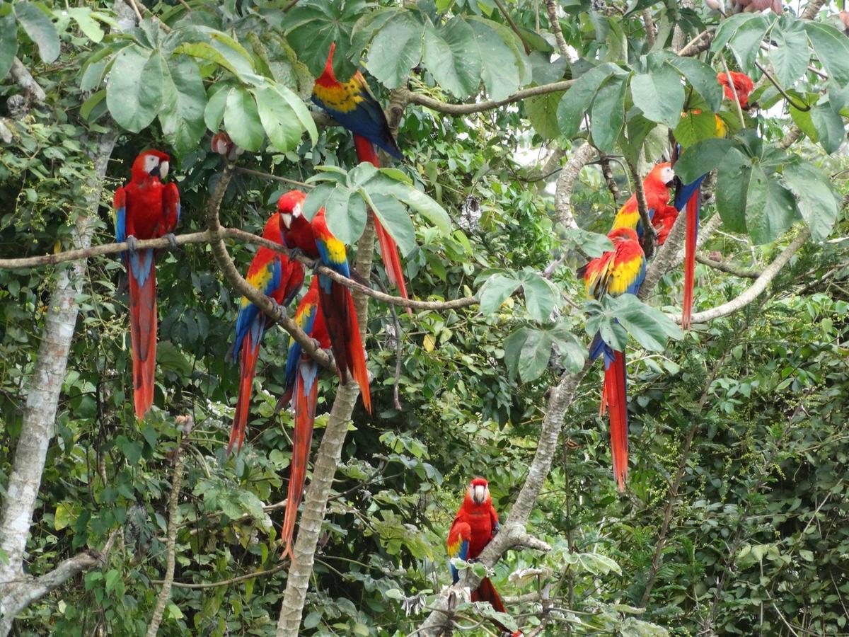 Casa Guacamaya Hotel Palenque Exterior photo
